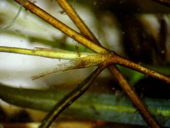 Potamogeton berchtoldii