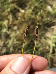 Carex simpliciuscula