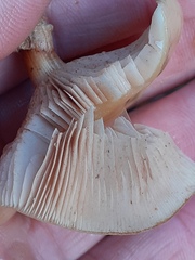 Desarmillaria tabescens