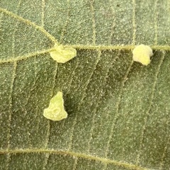 Caryomyia persicoides