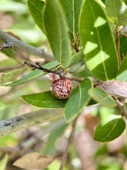 Disholandricus reniformis