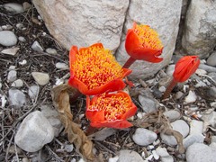 Haemanthus coccineus