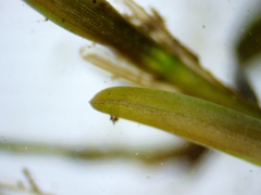 Potamogeton berchtoldii