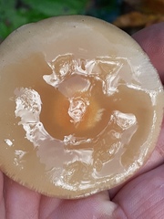 Desarmillaria tabescens