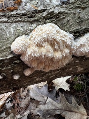 Radulomyces copelandii