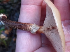 Desarmillaria tabescens