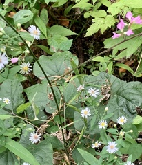 Hylodesmum