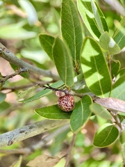 Disholandricus reniformis