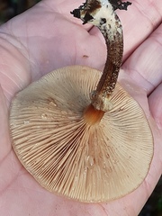 Desarmillaria tabescens