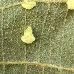 Caryomyia persicoides