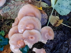 Desarmillaria tabescens