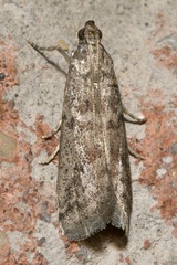 Ephestia elutella