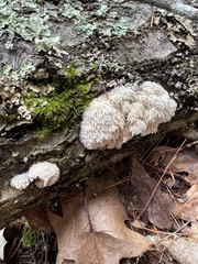 Radulomyces copelandii