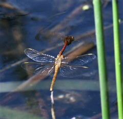 Sympetrum costiferum
