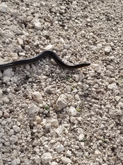 Liodytes rigida sinicola