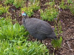 Numida meleagris coronatus