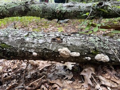 Radulomyces copelandii