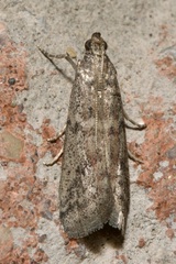 Ephestia elutella