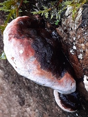 Fomitopsis pinicola