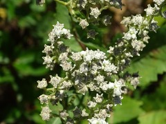 Parthenium integrifolium