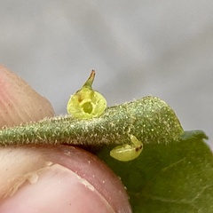 Caryomyia sanguinolenta