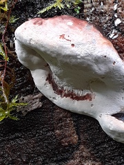 Fomitopsis pinicola