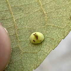 Caryomyia sanguinolenta