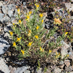 Ericameria suffruticosa