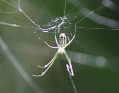 Leucauge argyra