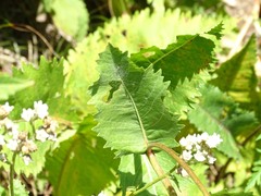 Parthenium integrifolium