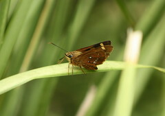 Trapezites symmomus