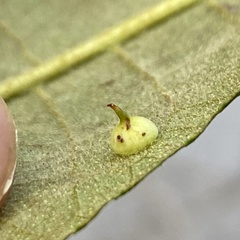 Caryomyia sanguinolenta