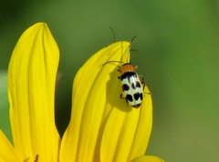 Paranapiacaba tricincta