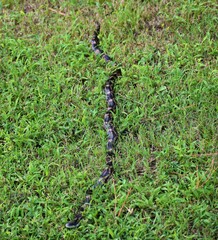 Pantherophis spiloides