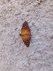 Augiades crinisus