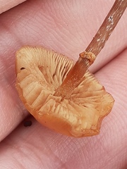 Pholiotina rugosa