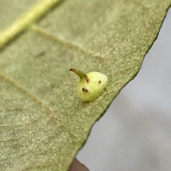 Caryomyia sanguinolenta