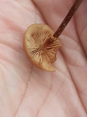 Pholiotina rugosa