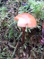 Pholiotina rugosa