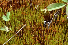 Polytrichum strictum
