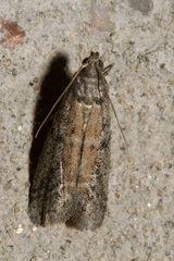 Ephestia elutella