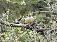 Saltator aurantiirostris