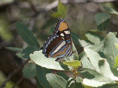 Adelpha eulalia