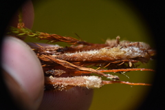 Polytrichum strictum