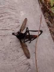 Archilestris magnificus