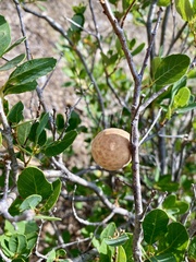 Andricus vacciniifoliae