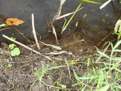 Thamnophis cyrtopsis