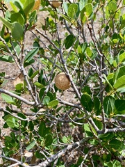 Andricus vacciniifoliae