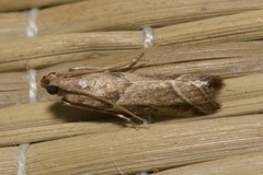 Nyctegretis lineana
