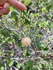 Andricus vacciniifoliae